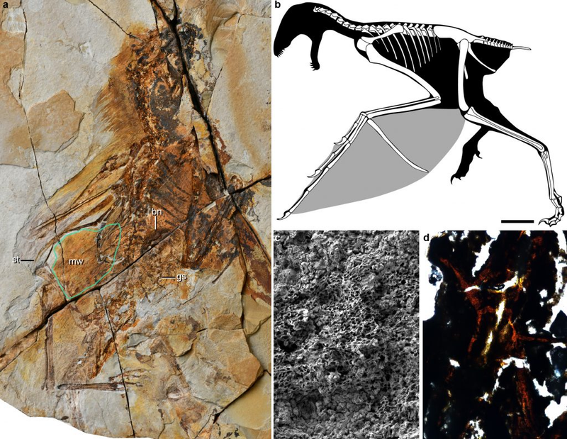 The fossil of Ambopteryx longibrachium (left), reconstruction of membranous wing (top right), and microscopic images showing melanosomes of the membranous wing (bottom right).
